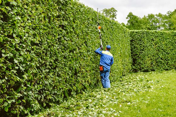 Structural hedge trimming