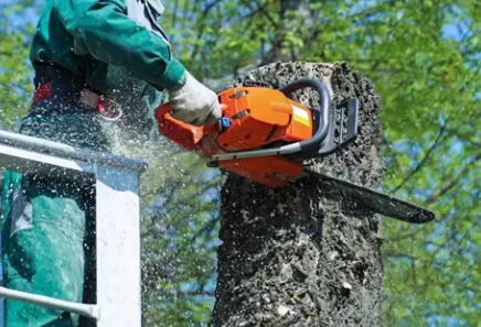 Vellen en afvoeren van grote bomen