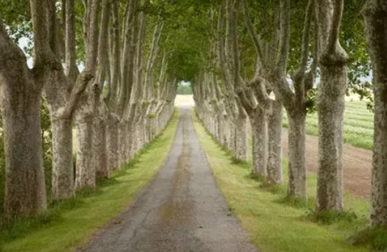 Élagage de sécurité d’un alignement de 15 platanes