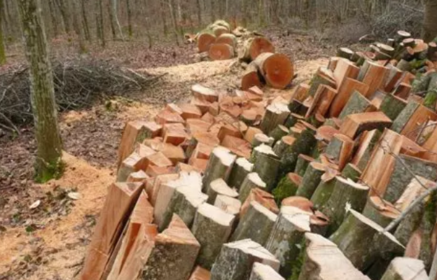Complete dismantling of 4 hazardous trees