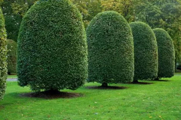 Architectural tree pruning for business parks