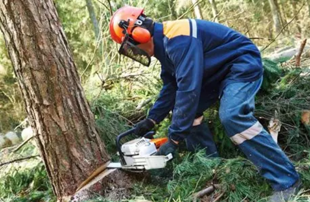 Selective felling of pines