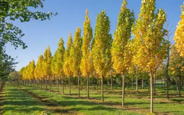 Periodic maintenance of tall trees