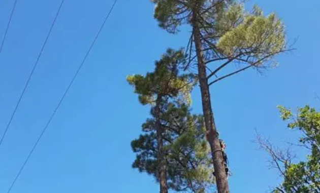 Technical felling of trees in risk area