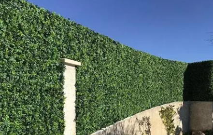 Installing a natural living hedge boundary