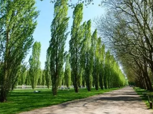 Controlled felling of 5 poplars in an industrial area